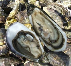 oyster03