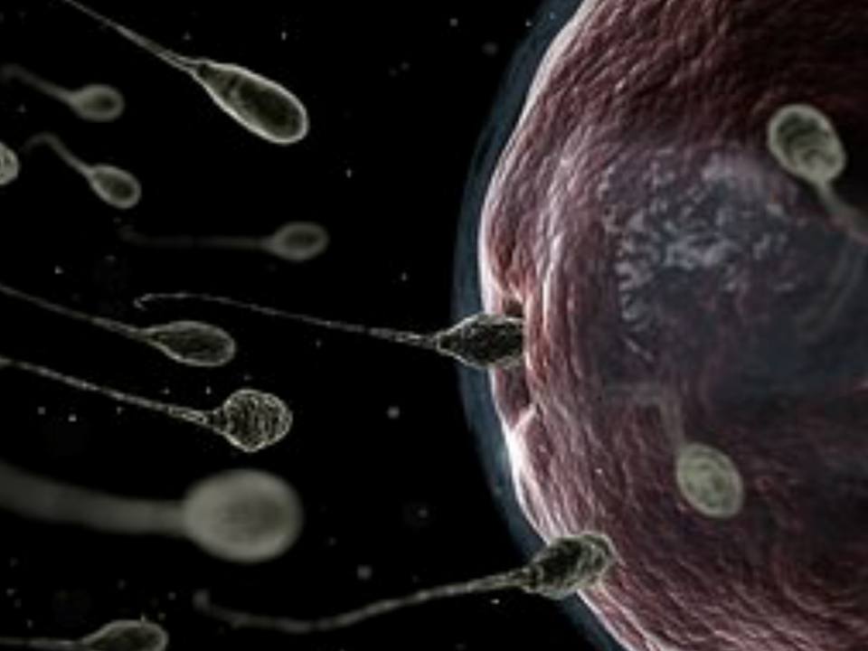 sperm01