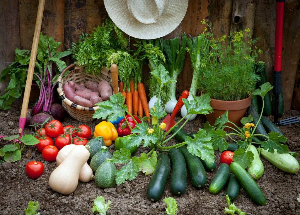 vegetable-growing